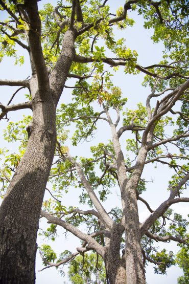 A branch of neem tree leaves. Natural Medicine.